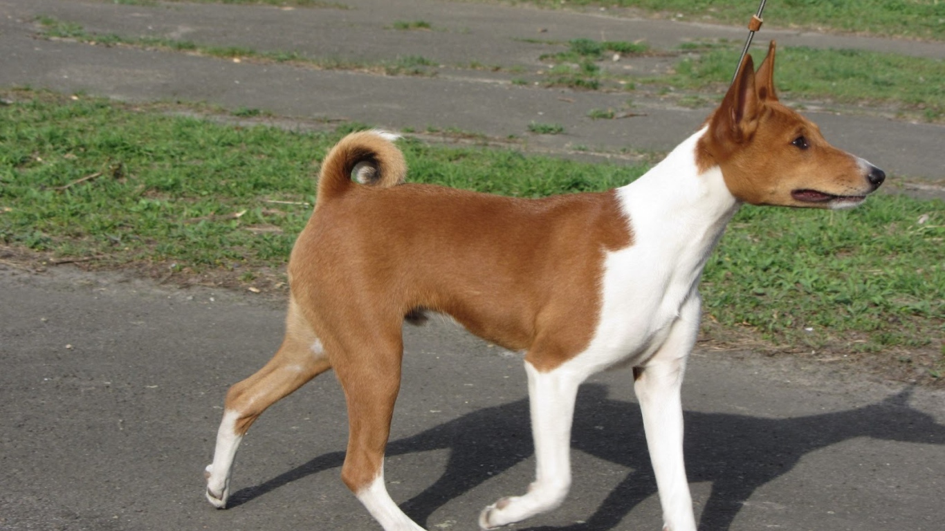 Красивая собака породы басенджи на прогулке