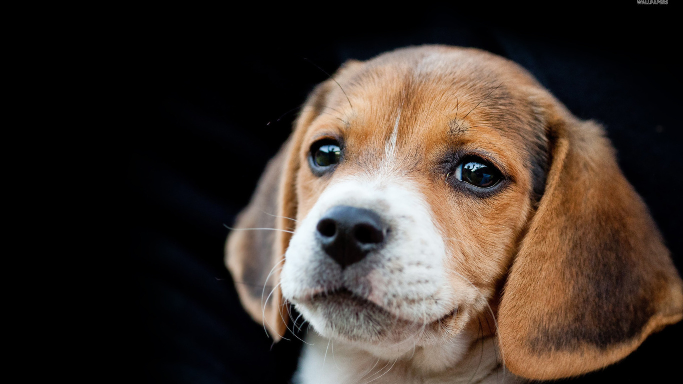 Красивый щенок породы бигль на чёрном фоне