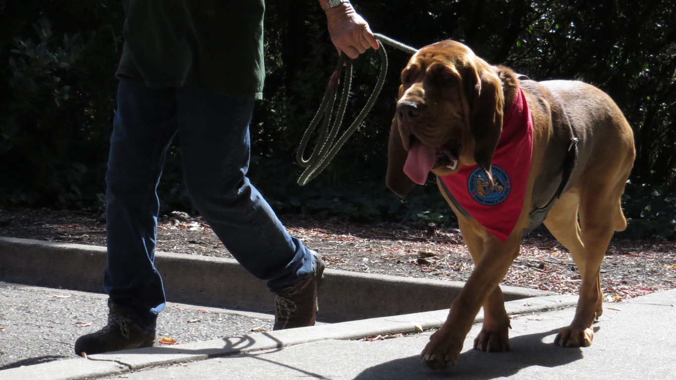 Красивый бладхаунд на прогулке с хозяином