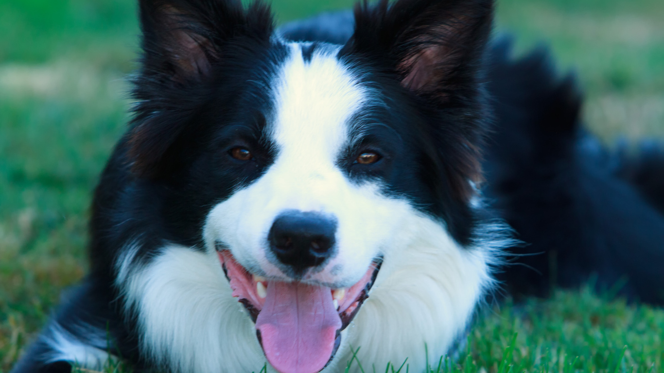 Красивая бордер-колли лежит на газоне