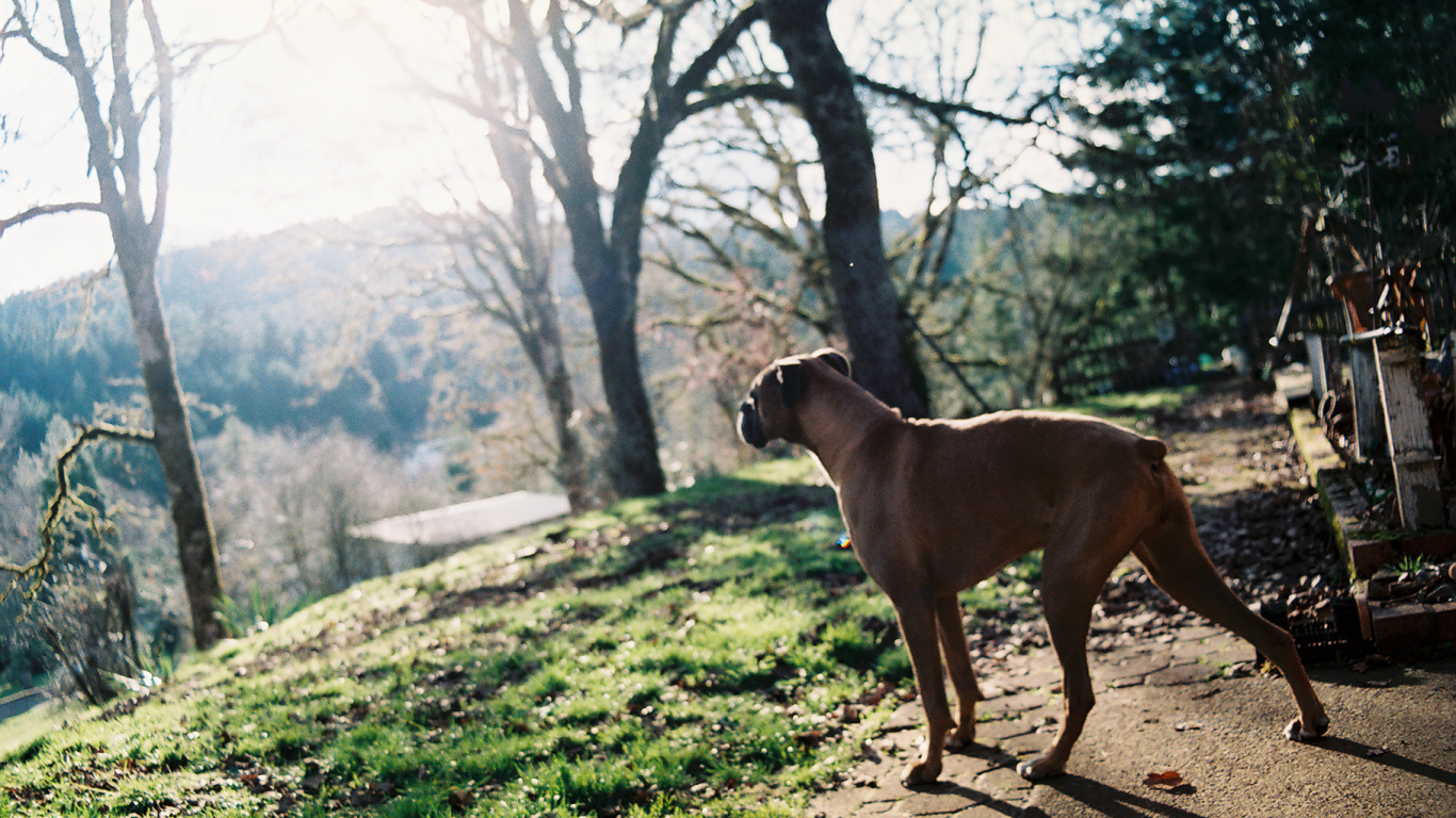 Красивый боксёр любуется природой