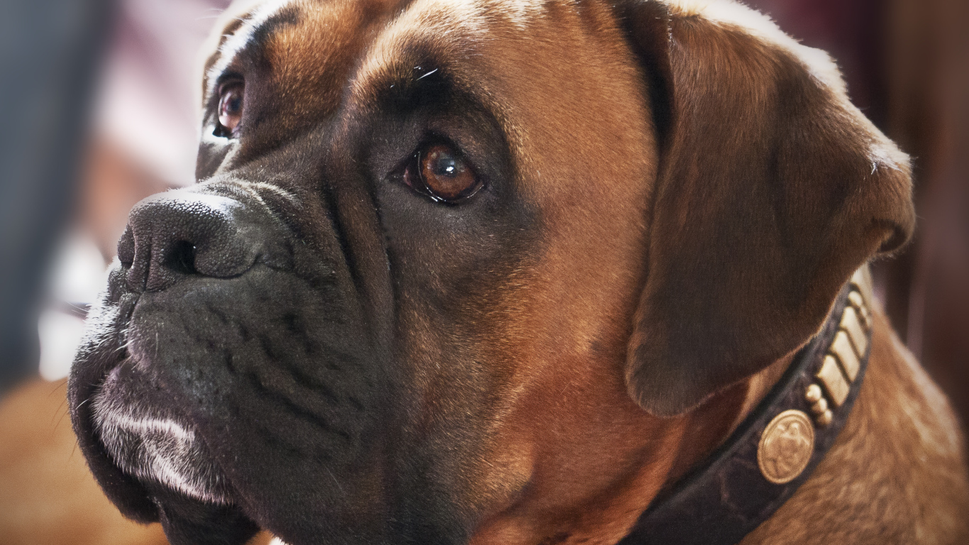 Красивый боксёр смотрит на хозяина