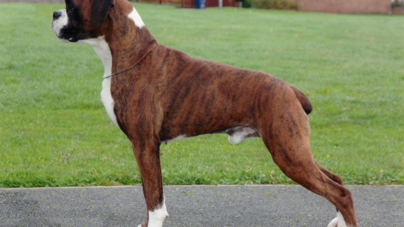 Красивый боксёр позирует