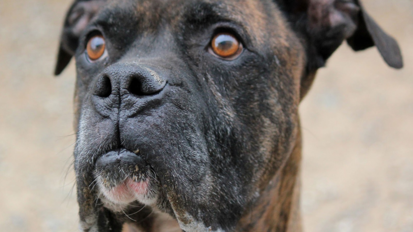 Красивый боксёр кого-то увидел