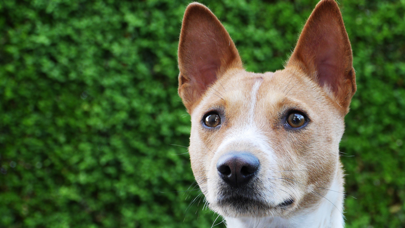 Красивая собака породы басенджи на фоне кустарника