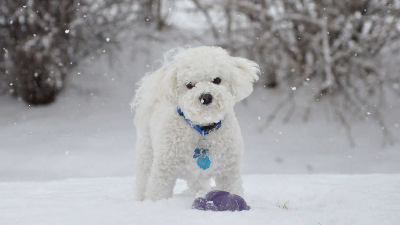 Красивая собака породы бишон-фриз зимой на прогулке