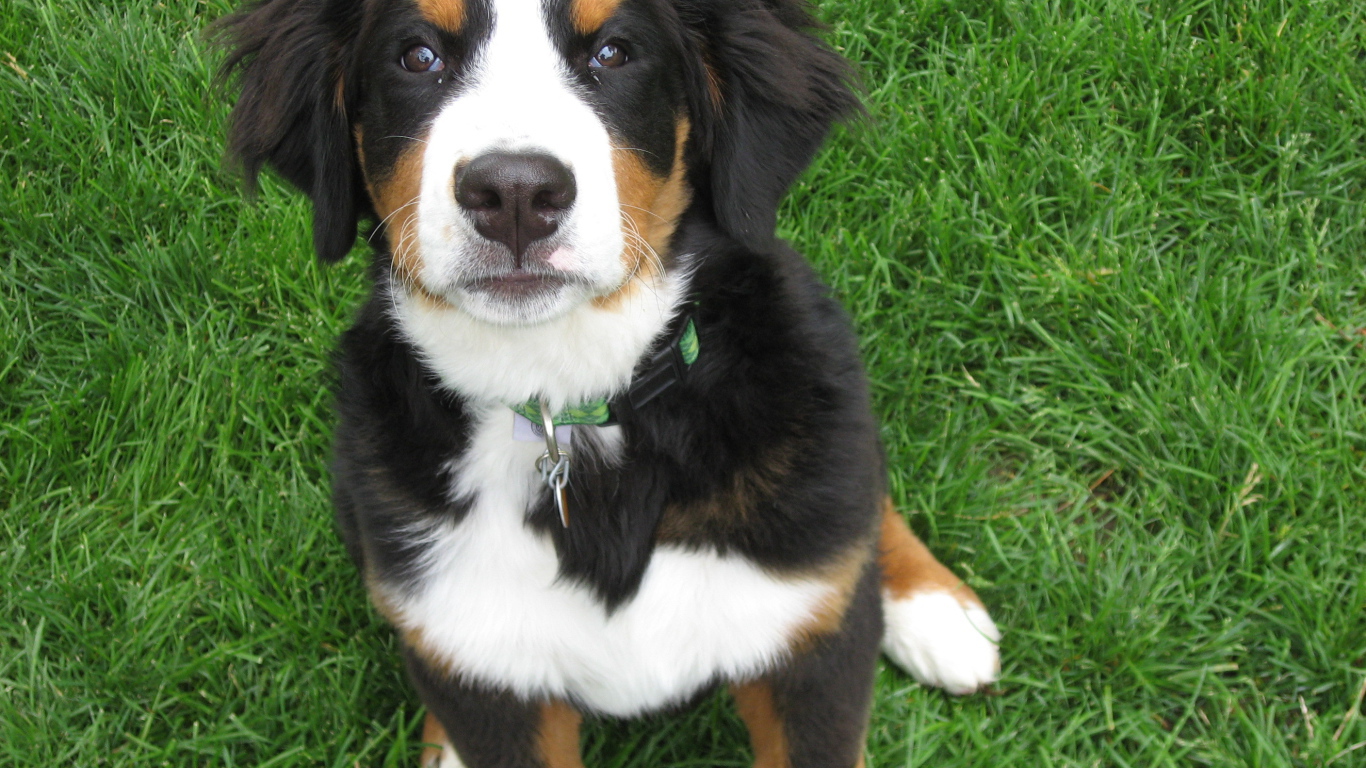 Красивый щенок бернской пастушьей собаки на траве