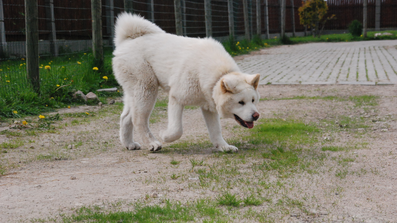 Белая красивая акита-ину