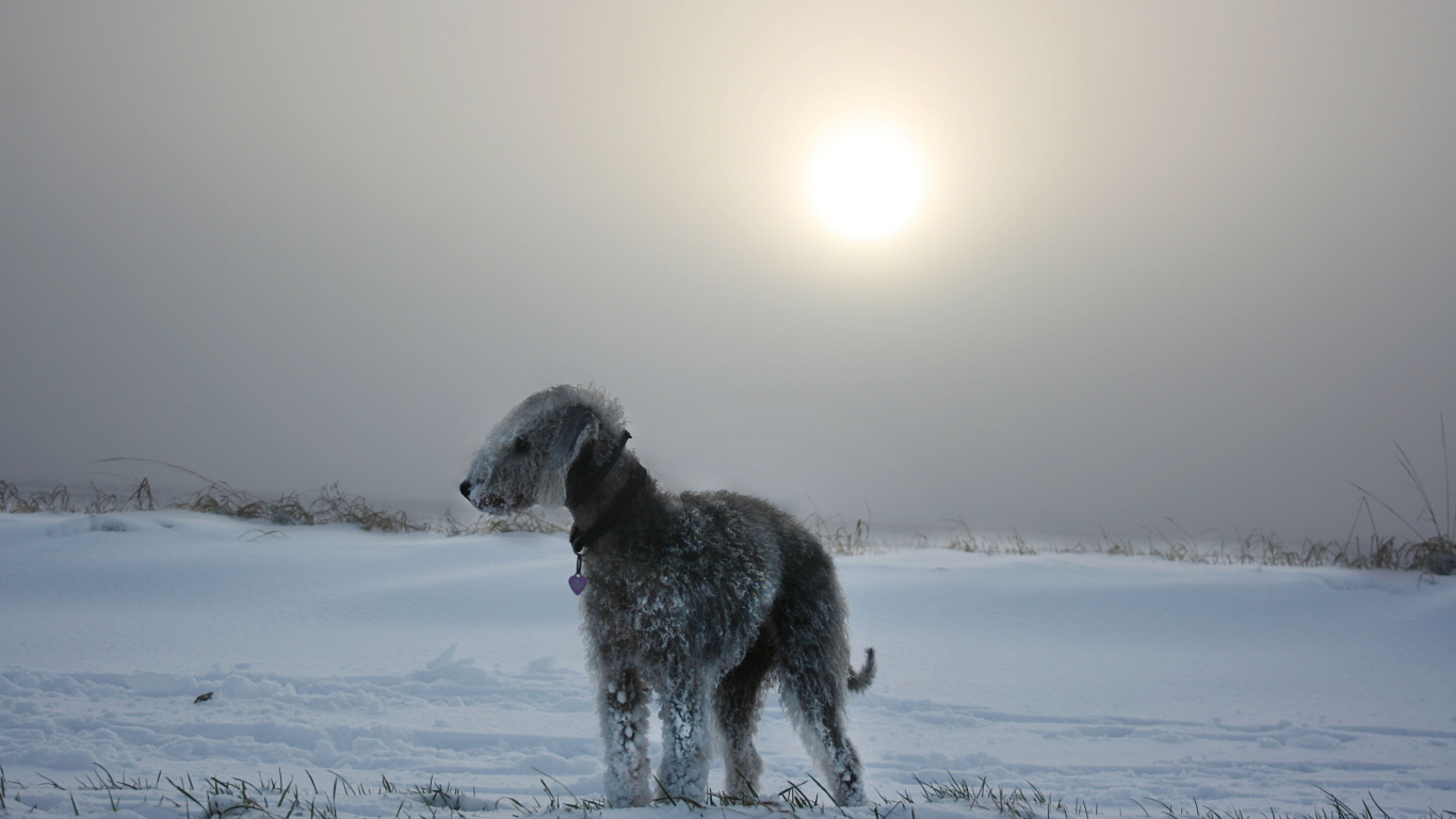 Бедлингтон-терьер на снегу