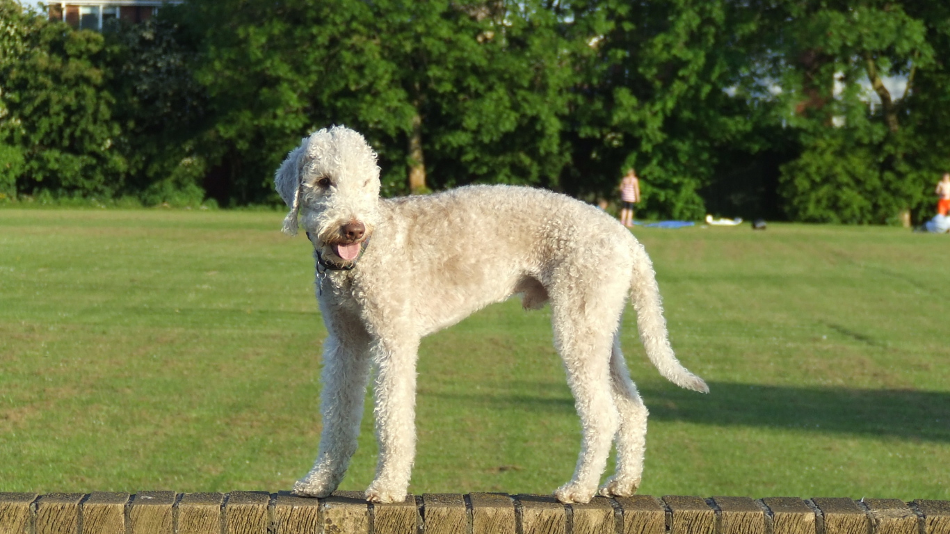 Бедлингтон-терьер на ограде
