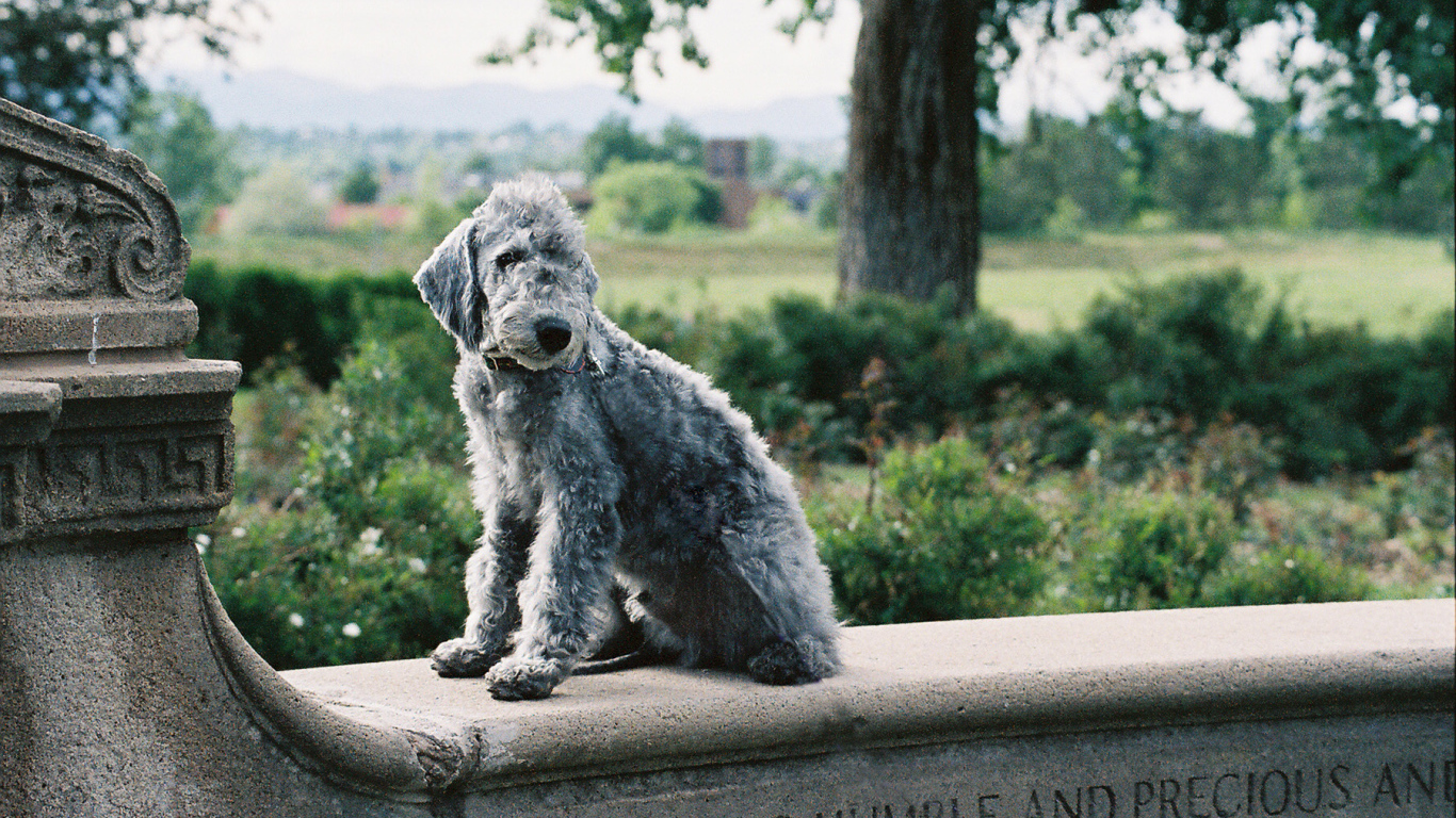 Бедлингтон-терьер позирует на ограде