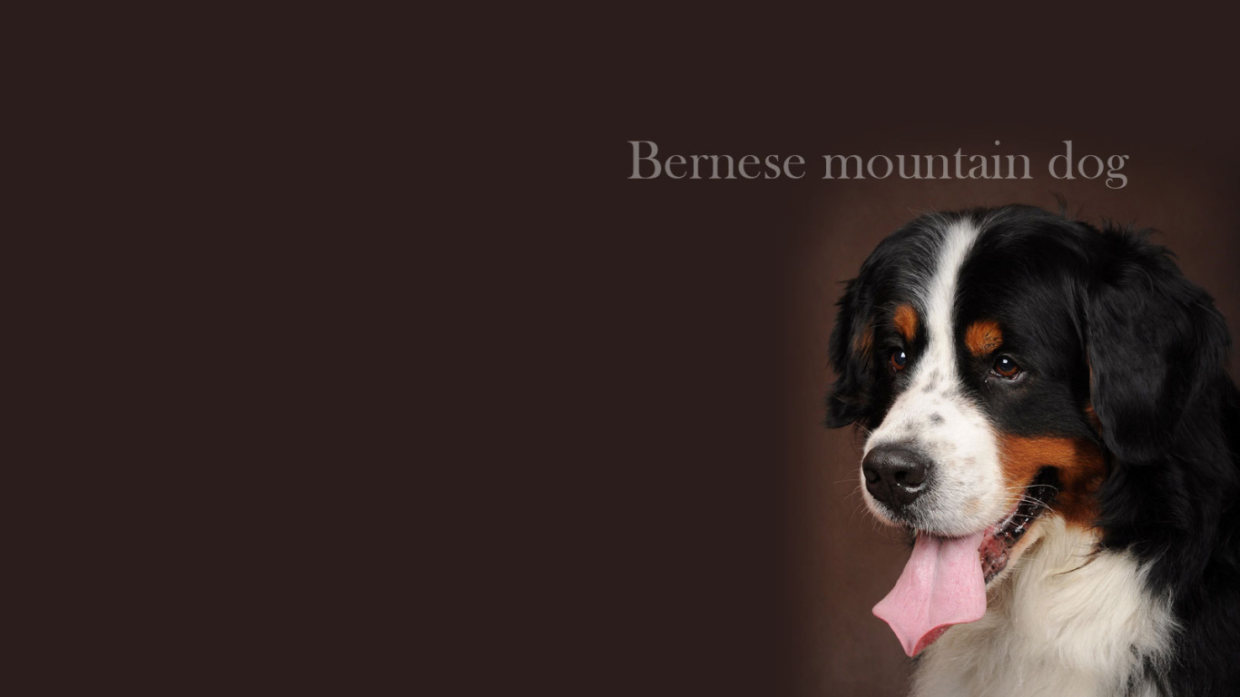 Бернская пастушья собака, красивая картинка