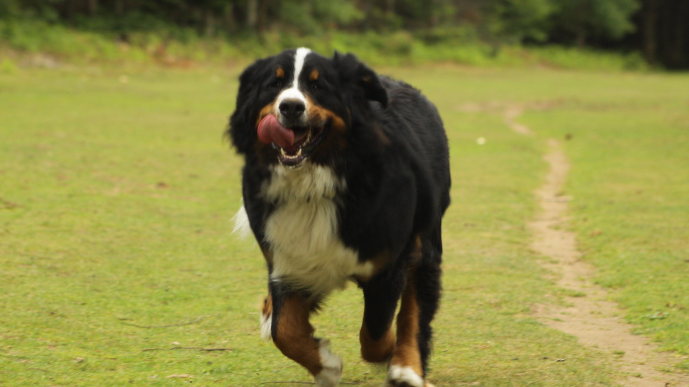 Bernese Mountain Dog in a hurry to owner