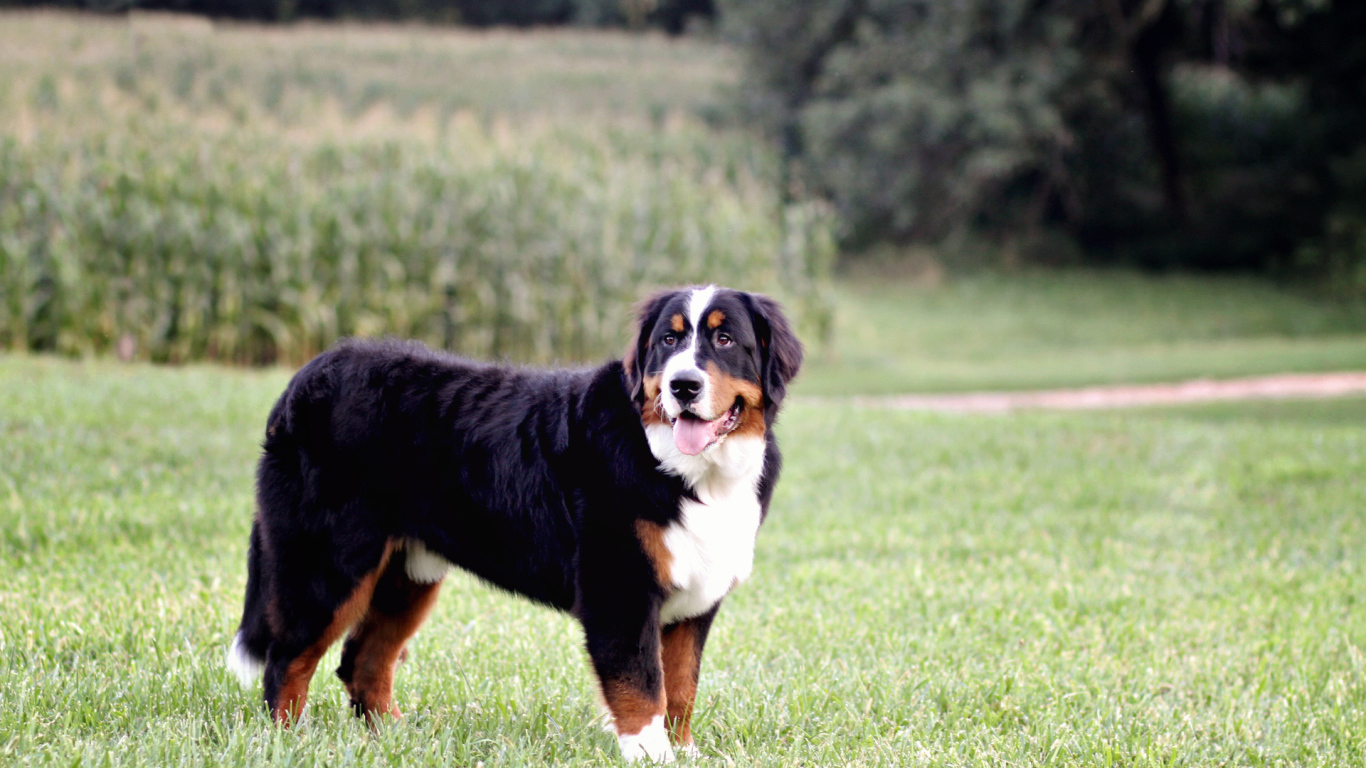 Bernese Mountain Dog posing in the field