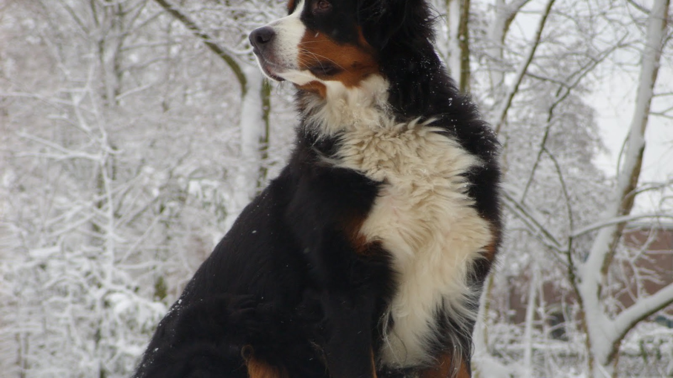 Bernese Mountain Dog sitting in a snowdrift