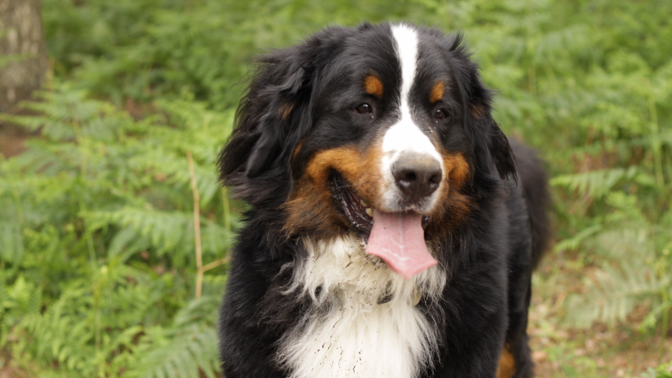 Bernese Mountain Dog soiled in the forest