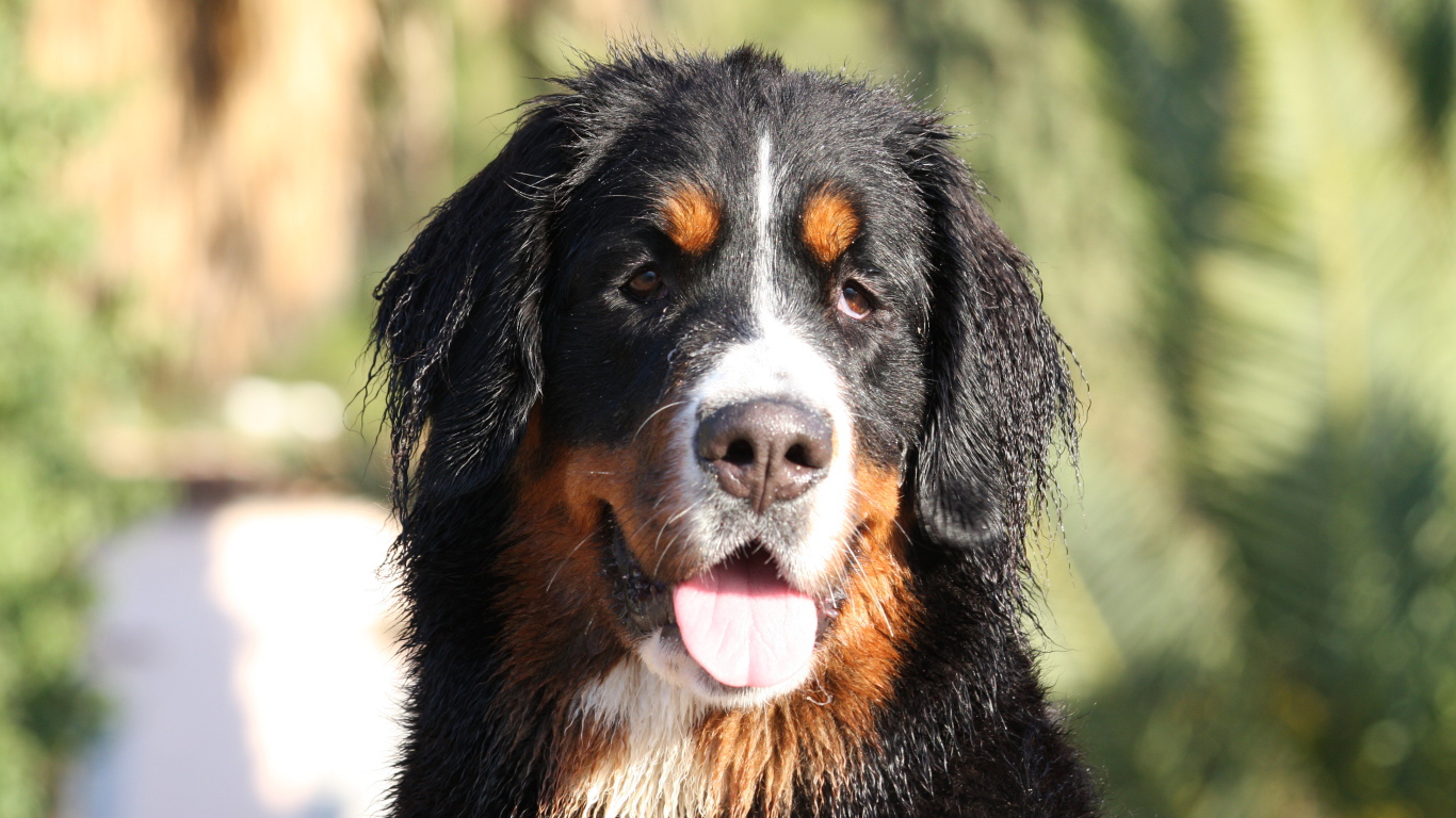 Бернская пастушья собака с мокрыми ушами