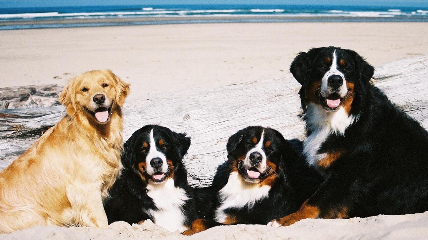 Бернские пастушьи собаки возле моря