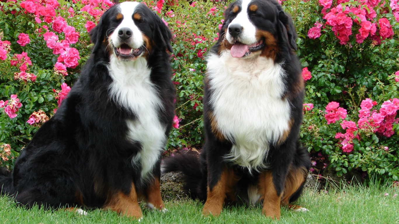 Bernese Mountain Dogs on a background of bushes