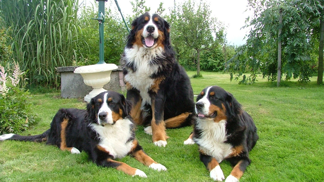 Бернские пастушьи собаки на лужайке