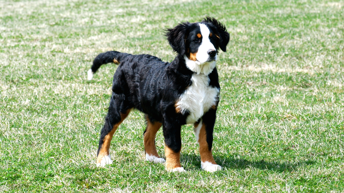 Щенок бернской пастушьей собаки на траве