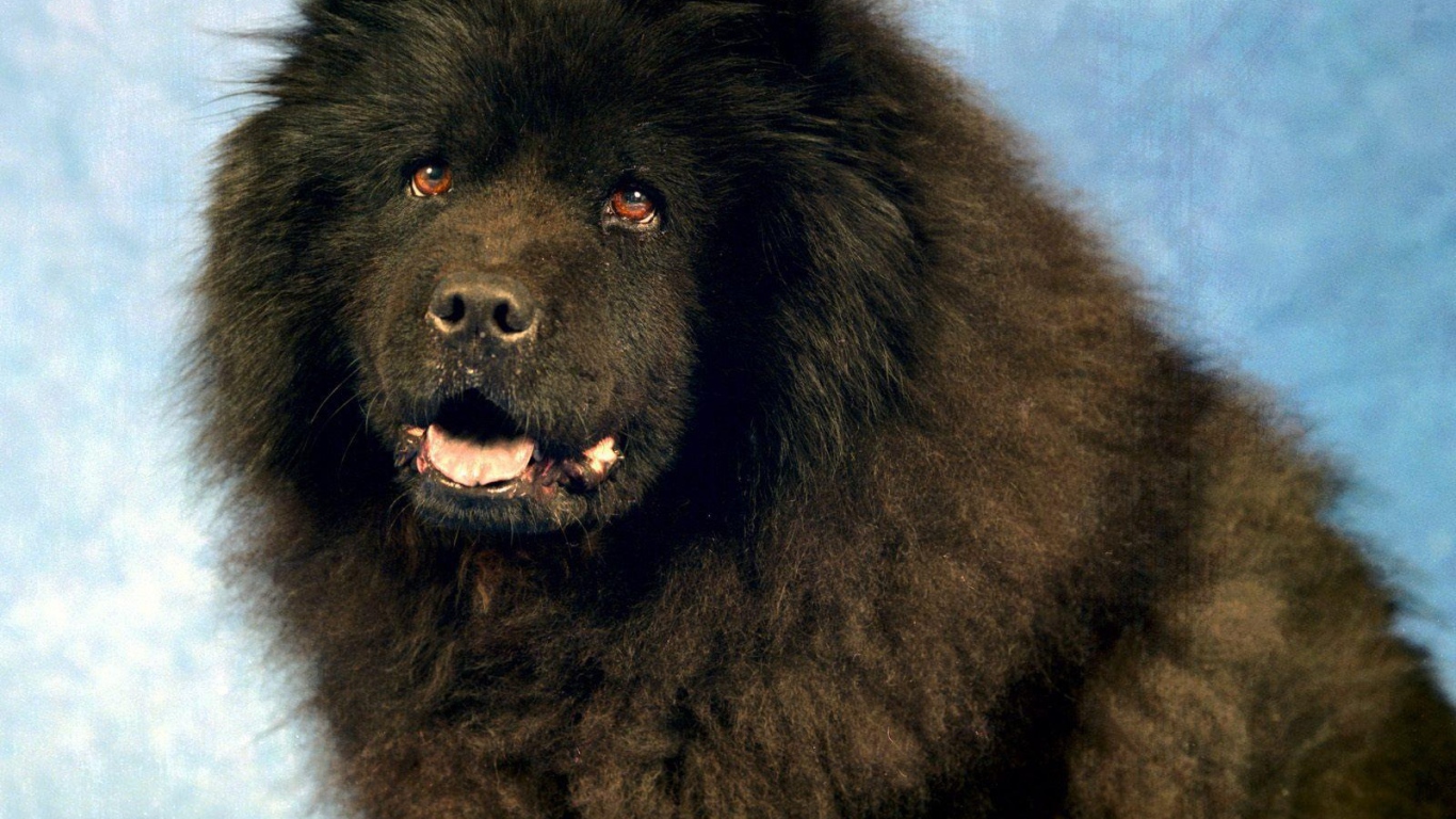 Черный чау-чау