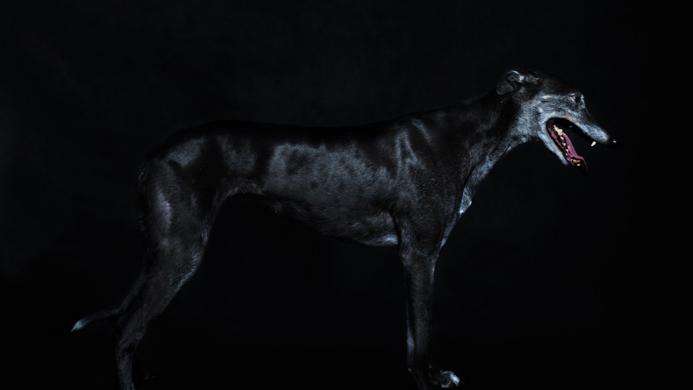 Черный Грейхаунд