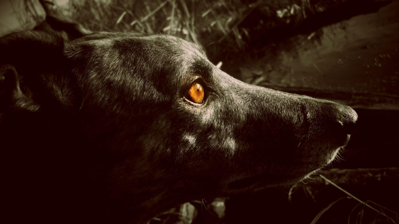 Черный Грейхаунд с оранжевыми глазами