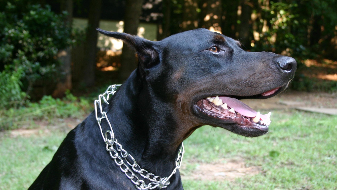 Черный доберман с металлической цепью