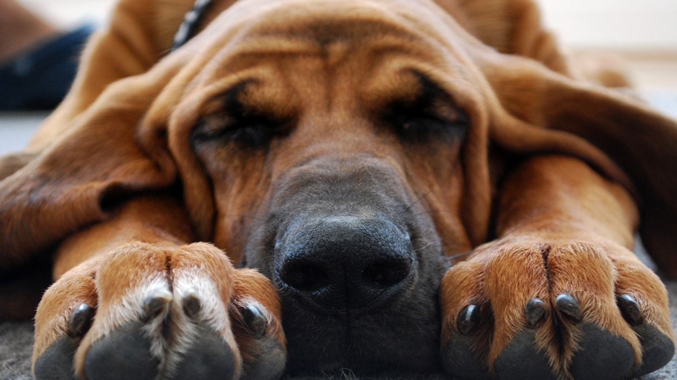 Бладхаунд смотрит десятый сон