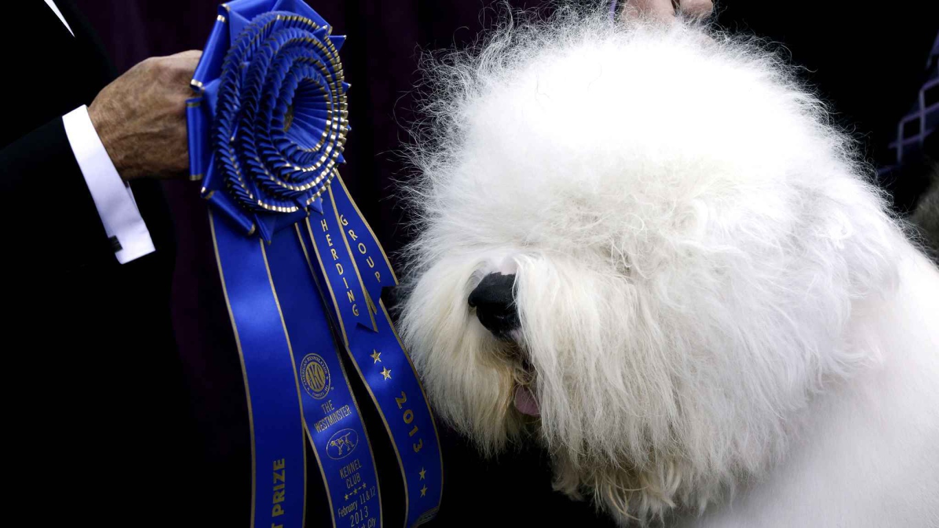 Собака породы бобтейл и её награда