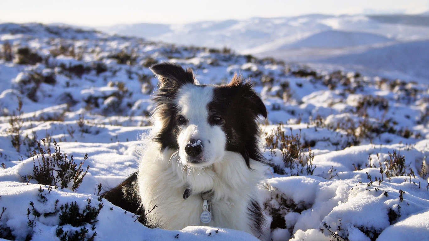 Бордер-колли замёрзла