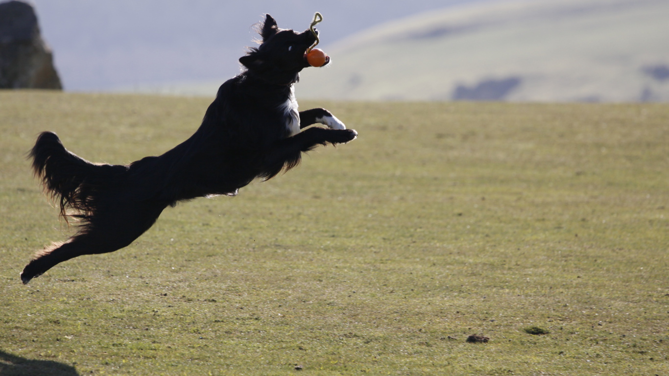 Бордер-колли в прыжке