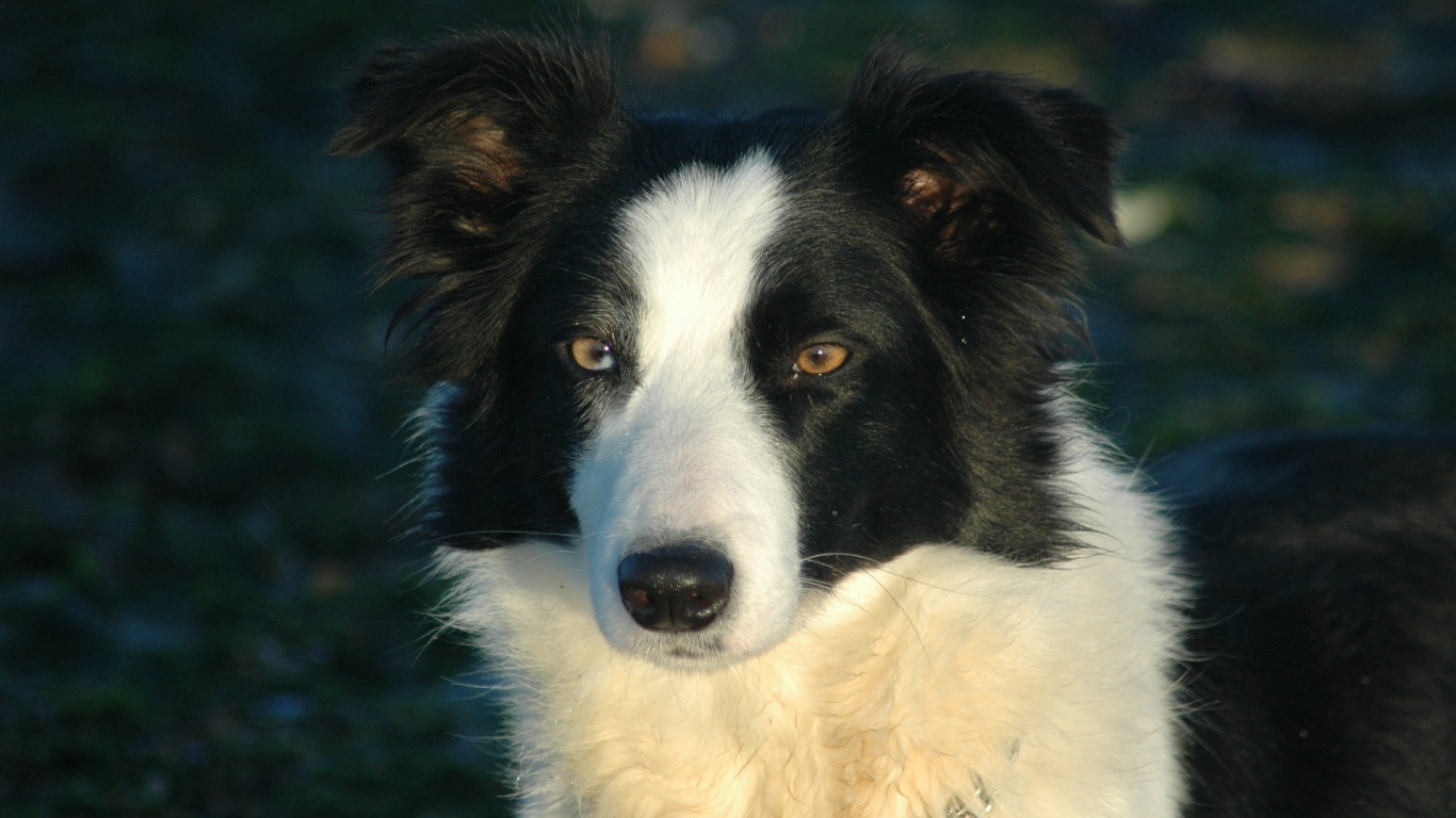 Бордер-колли на тёмном фоне