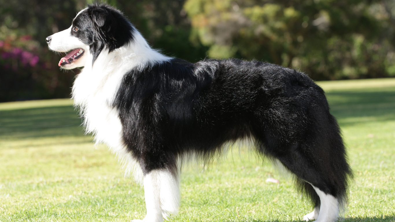 Бордер-колли на лужайке