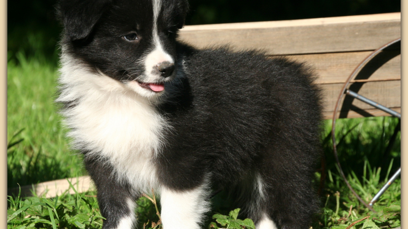 Щенок бордер-колли позирует