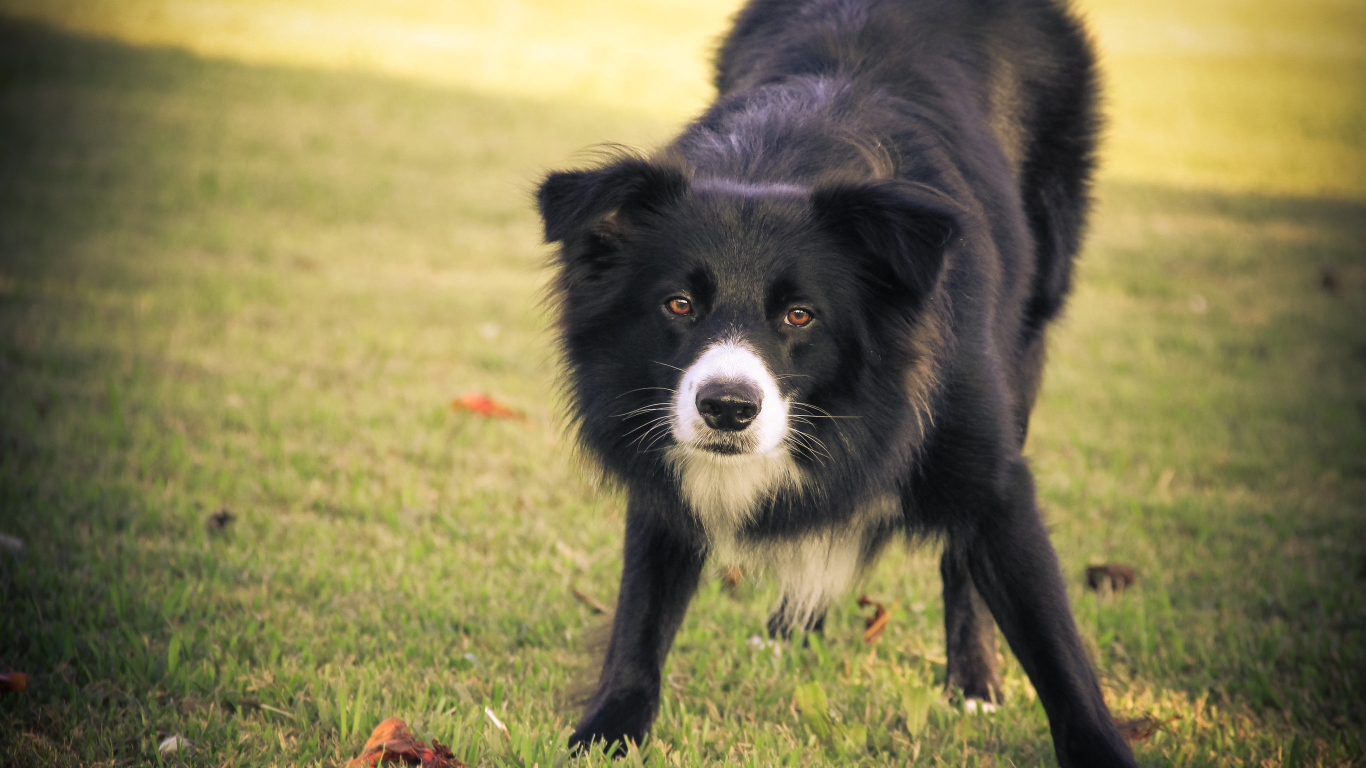 Бордер-колли что-то увидела