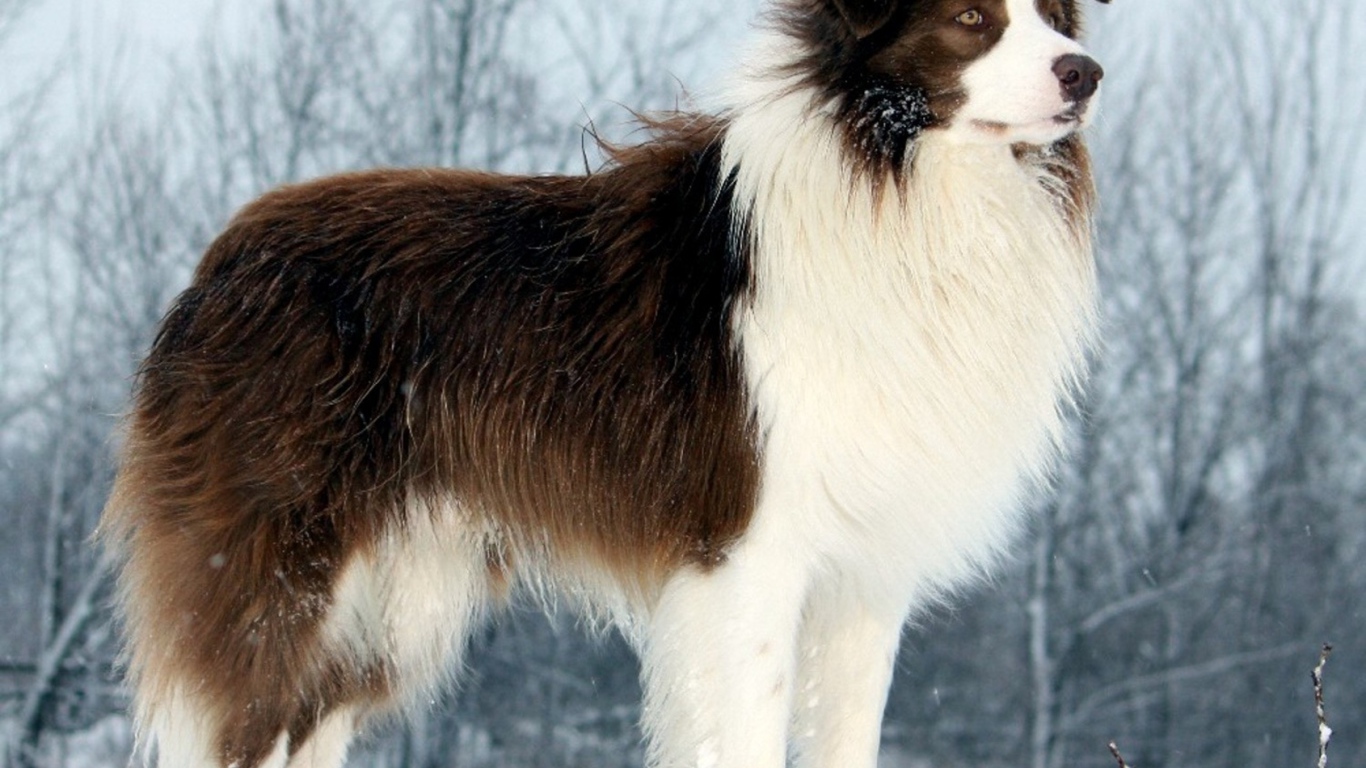 Бордер-колли стоит на сугробе