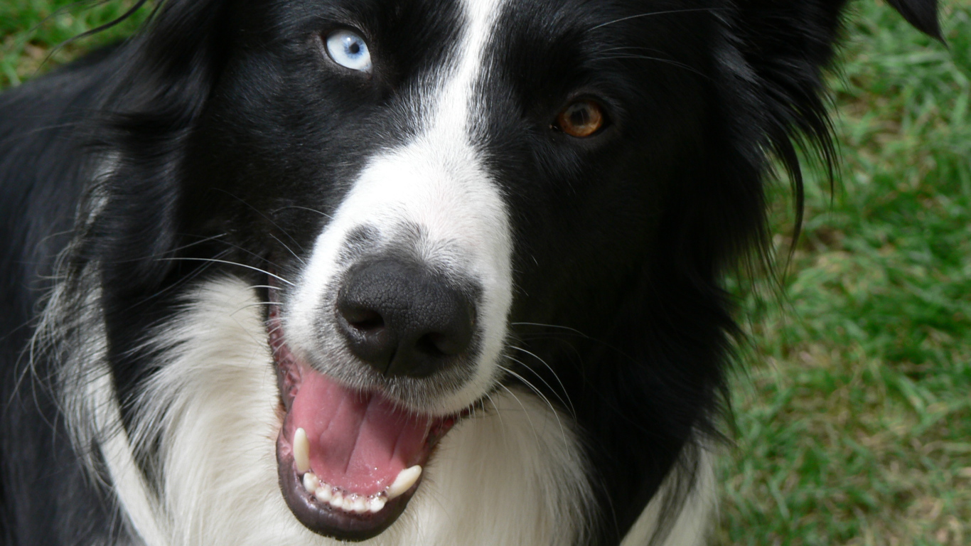 Бордер-колли с разными глазами
