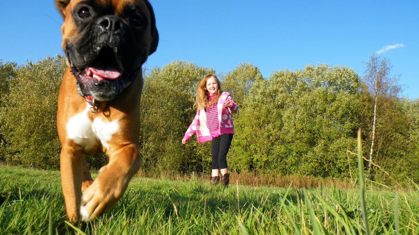 Боксёр убегает от ребёнка
