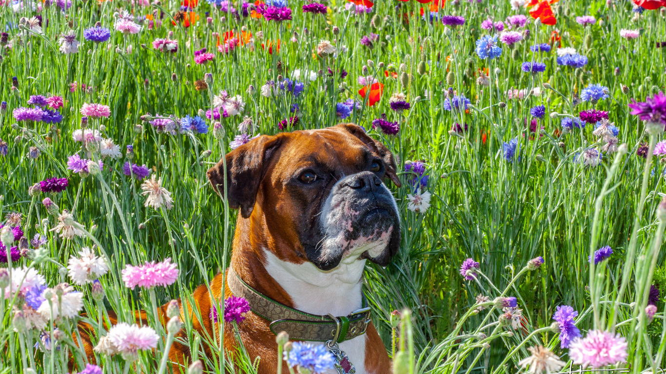 Боксёр на цветочном поле