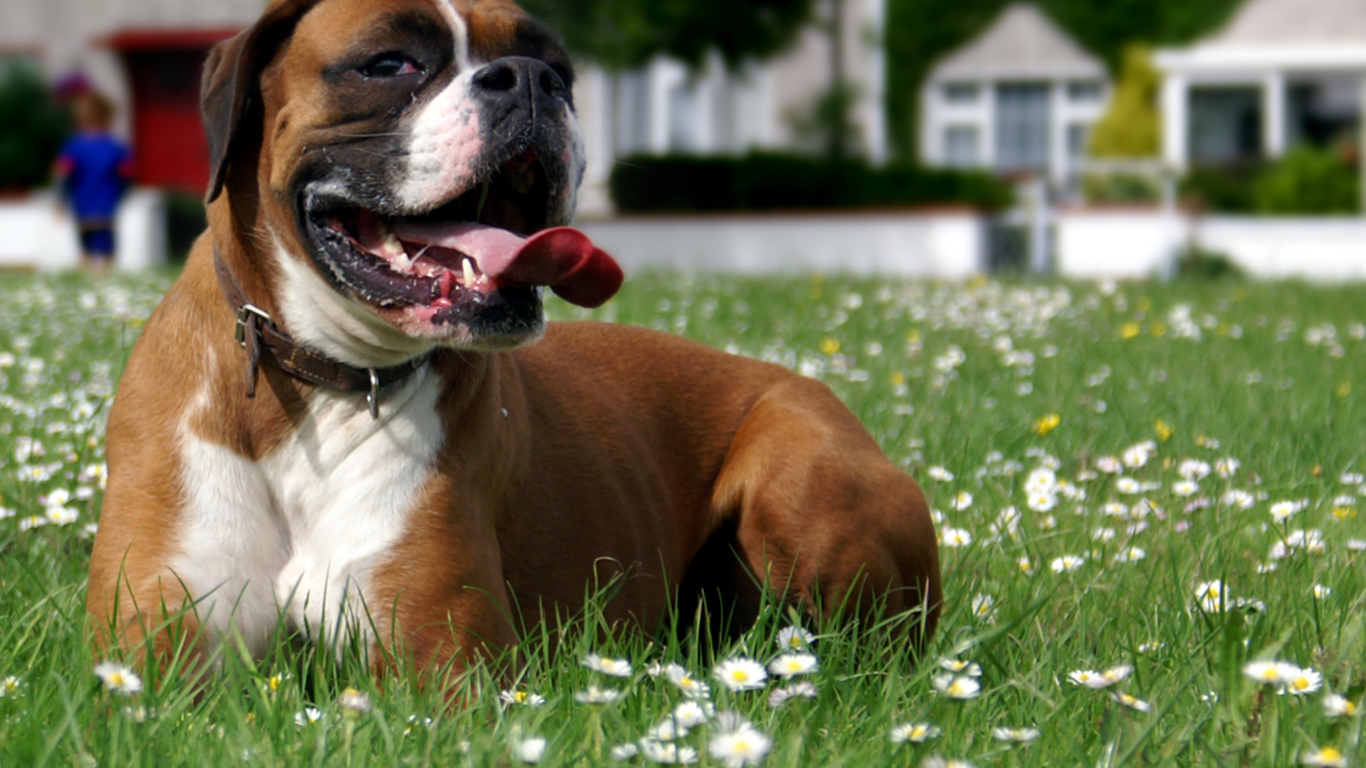 Боксёр отдыхает на траве