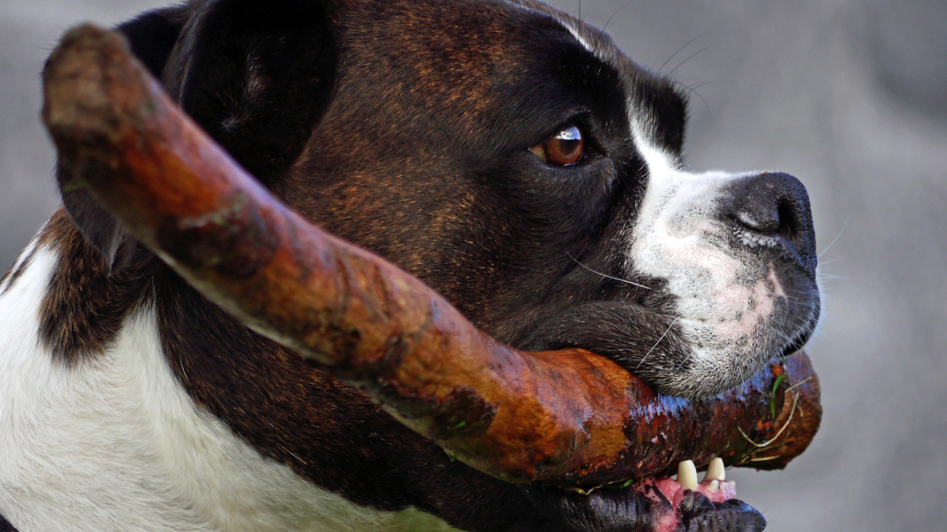 Боксёр с палкой в зубах