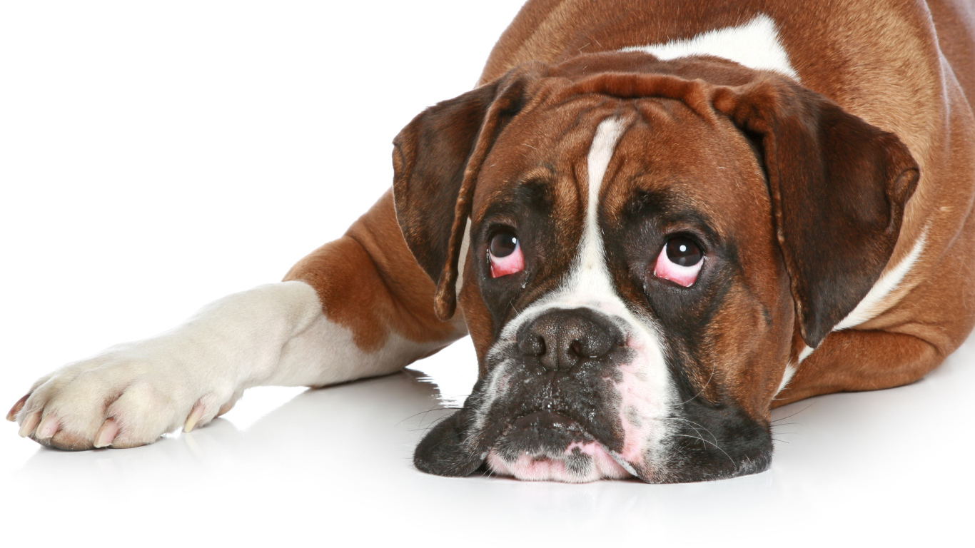 Боксёр с безразличным взглядом на белом полу