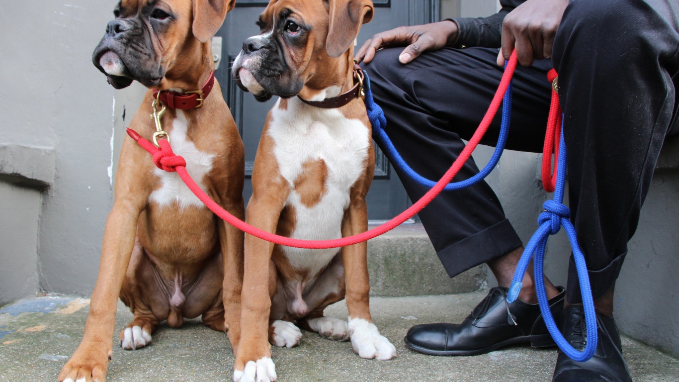 Братья боксёры и их хозяин