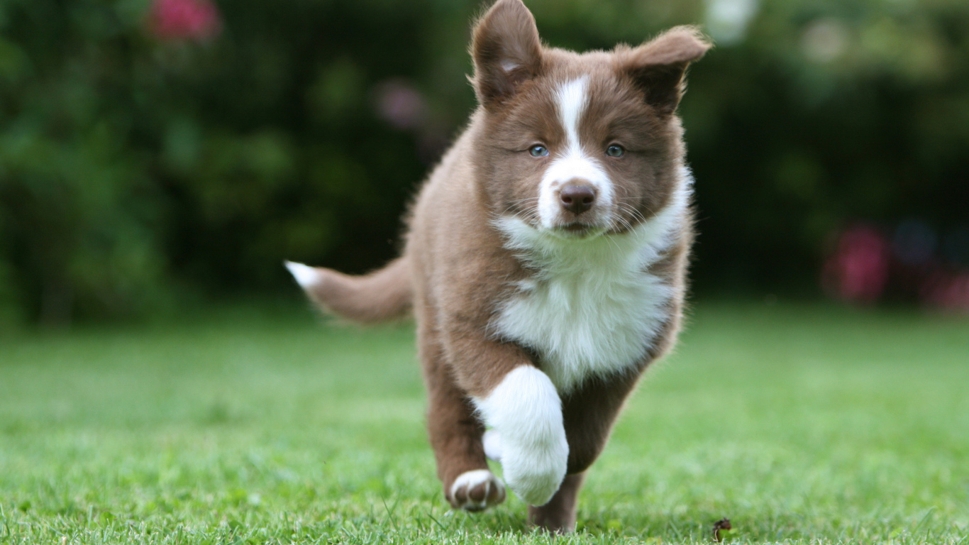 Коричневый щенок бордер-колли бежит