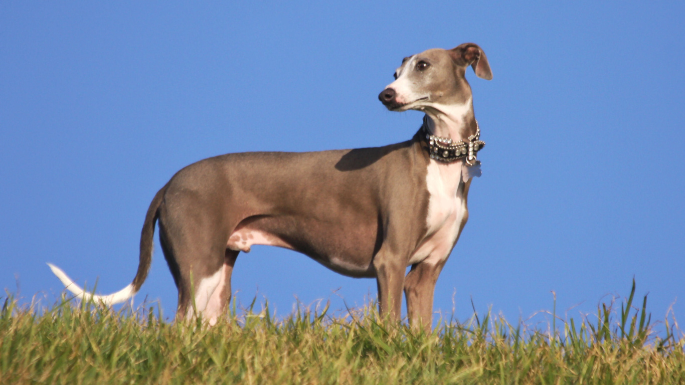 Коричневый Грейхаунд на горе