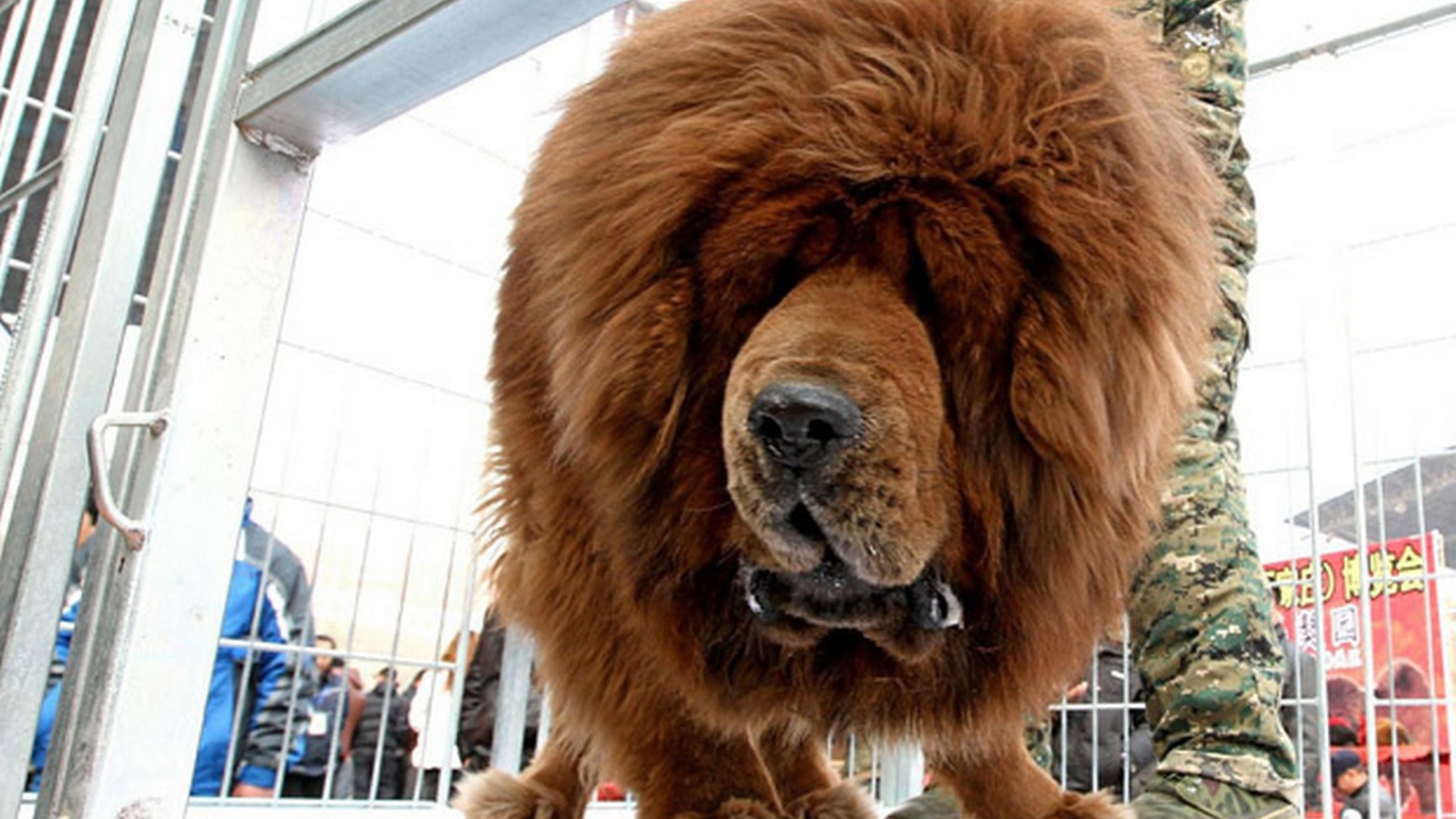 Коричневый Тибетский мастиф