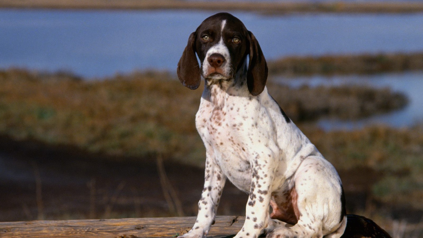 Маленький щенок Пойнтера