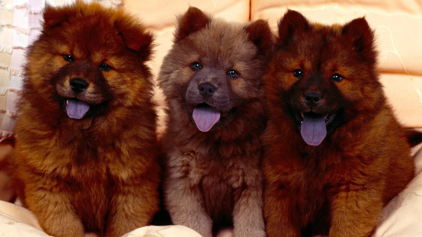 Коричневыйе щенки чау-чау